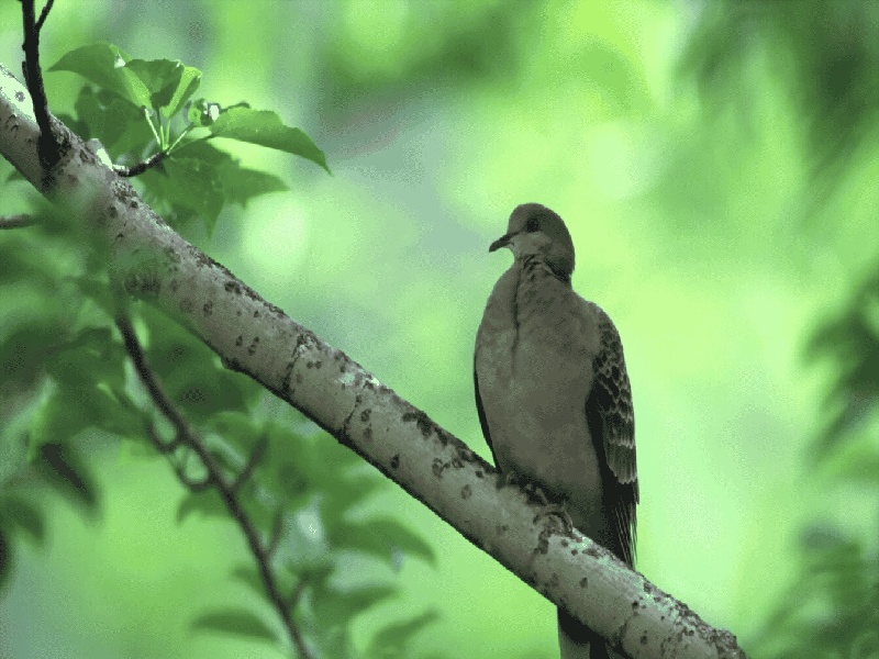 试管加甲苯怎么操作（化学试管视频大全）